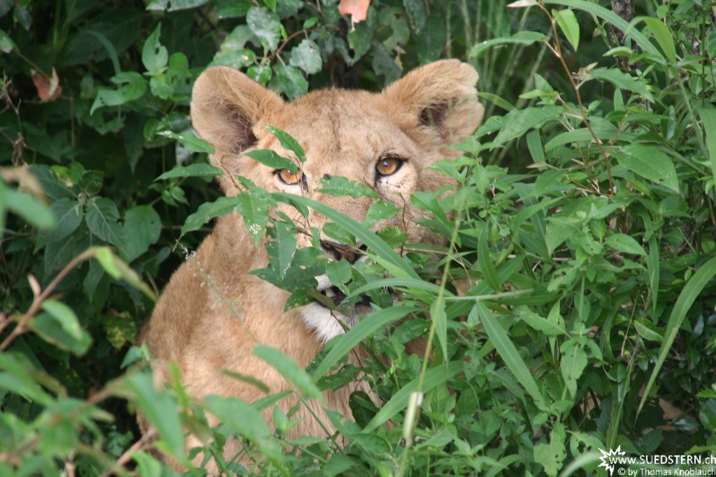 IMG 8475-Kenya, lion looks out of a bush, Masai Mara